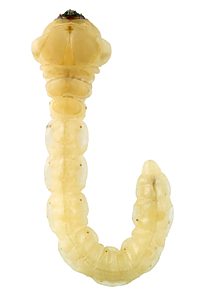 Microcastalia globithorax, PL3777A, larva, from Choretrum glomeratum root crown, dorsal view, SE, 30.0 × 5.7 mm